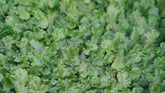 蛇蘚|Conocephalum